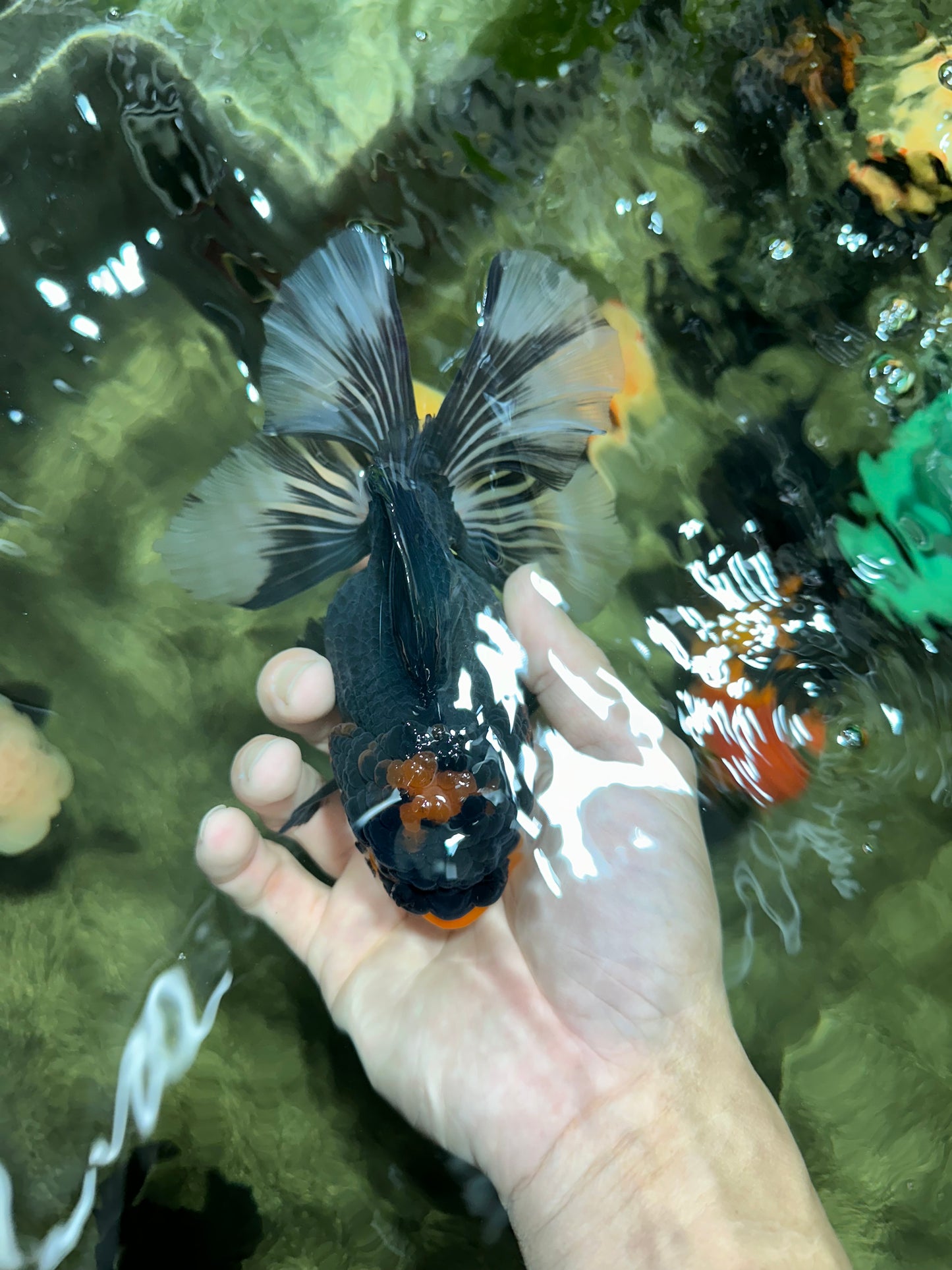 A Grade Tricolor Oranda Female 6 inches #111524OR_14