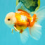 A Grade Jade Head Red White Oranda Male 5.5 inches #102326OR_07