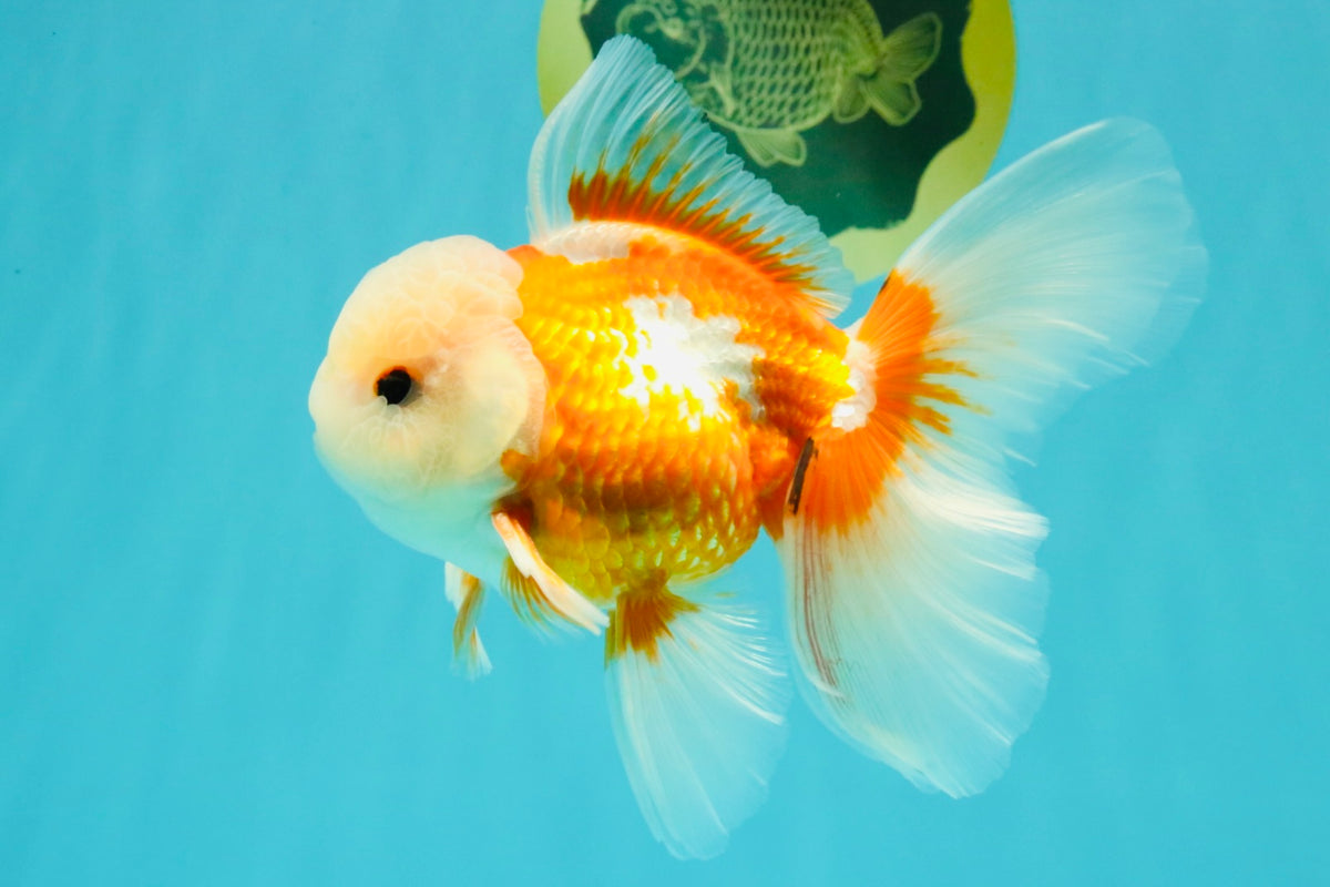 A Grade Jade Head Red White Oranda Male 5.5 inches #102326OR_07