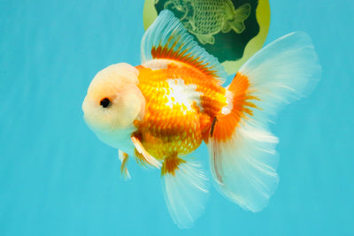 A Grade Jade Head Red White Oranda Male 5.5 inches #102326OR_07