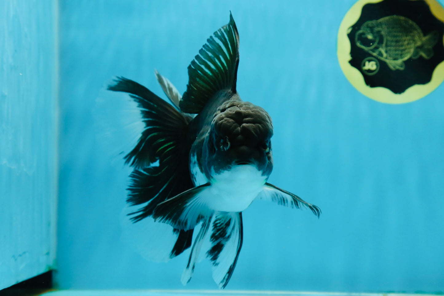 A Grade Fluffy Tail Panda Oranda Male 6.5 inches #010325OR_14