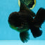 AAA Grade Jumbo Black Oranda Male 5-5.5 inches #053025OR_24