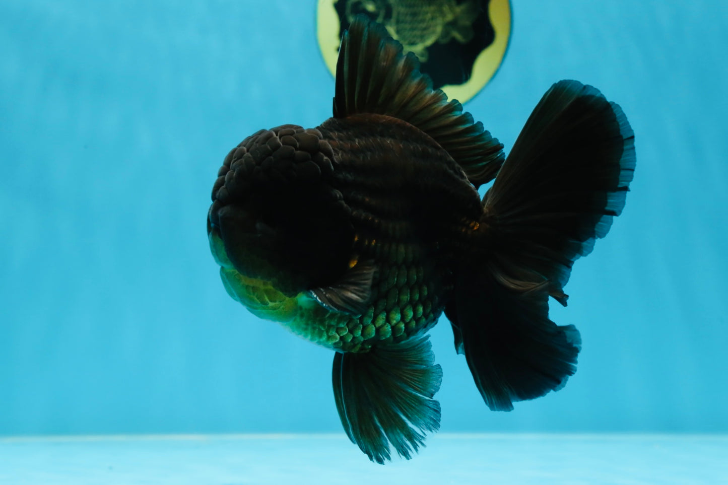 AAA Grade Jumbo Black Oranda Male 5-5.5 inches #053025OR_24