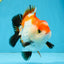CHONKY A Grade Tricolor Yuanbao Male 4.5 inches #110725YB_06