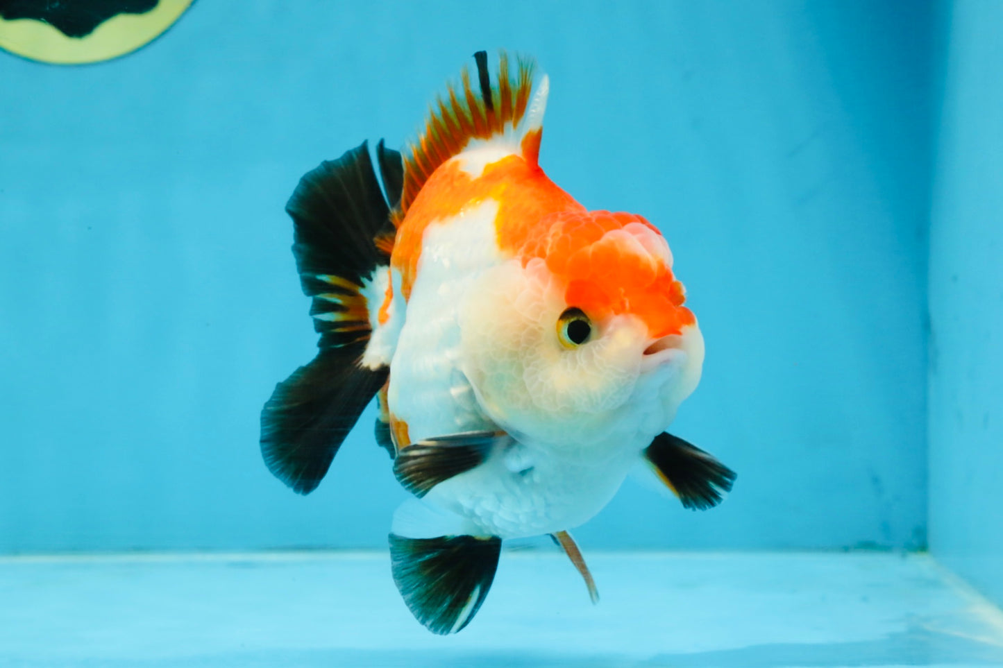 CHONKY A Grade Tricolor Yuanbao Male 4.5 inches #110725YB_06