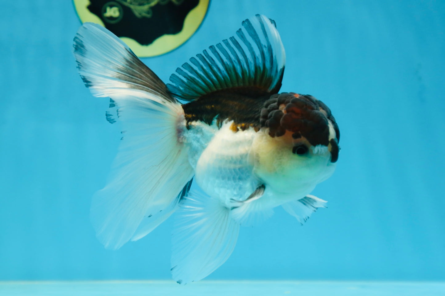 A Grade Panda Oranda Male 5-5.5 inches #080125OR_27