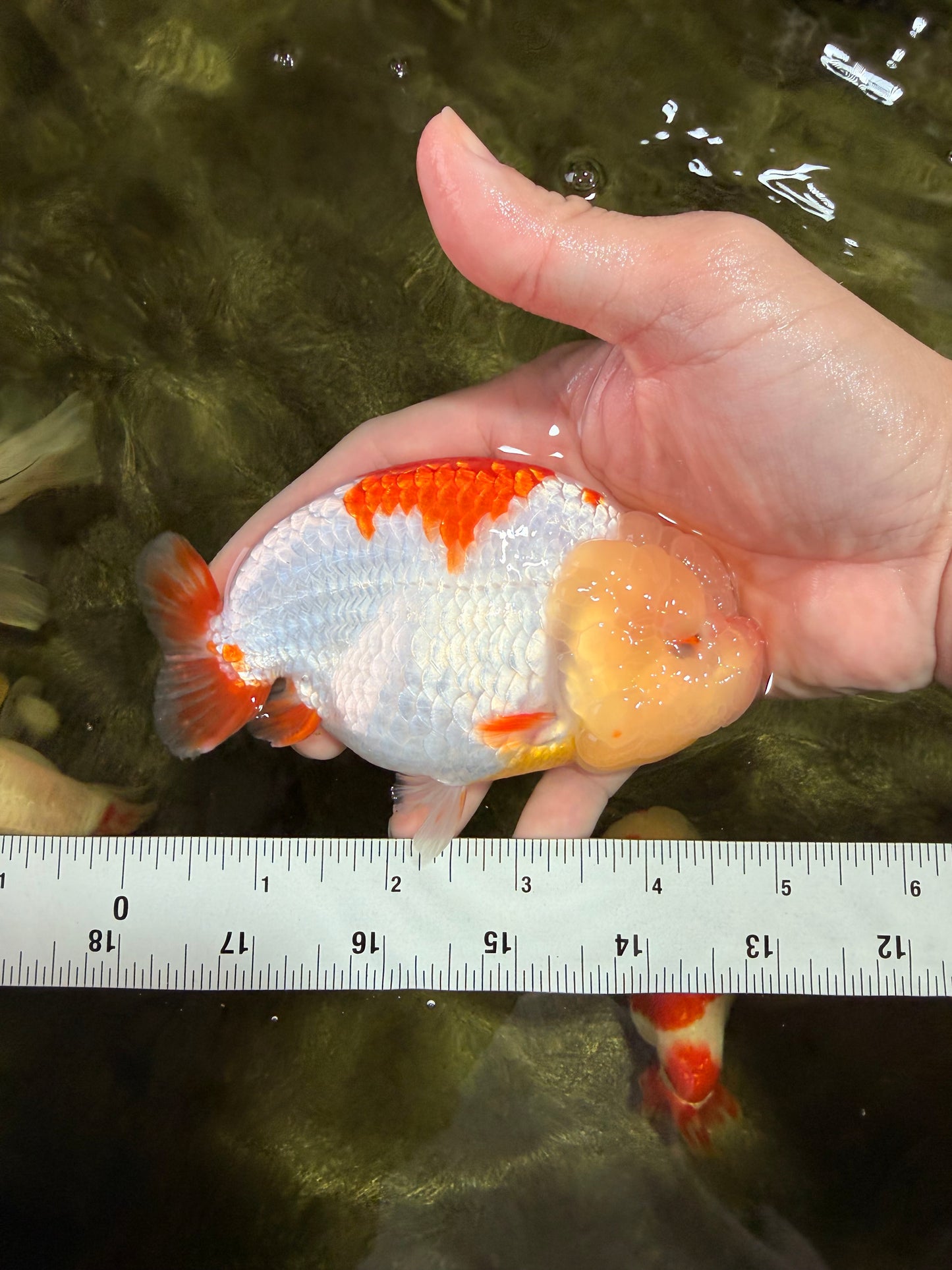 A Grade Red White LionQueen 4.5-5  inches #031326LC_09