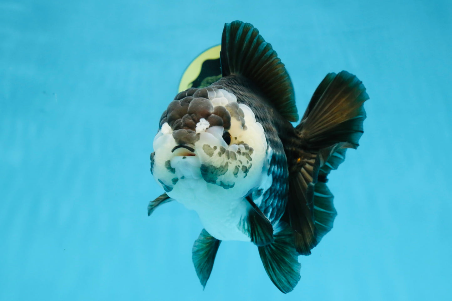 AAA Grade FLUFFY Panda Yuanbao Female 6-6.5 inches #100325YB_05