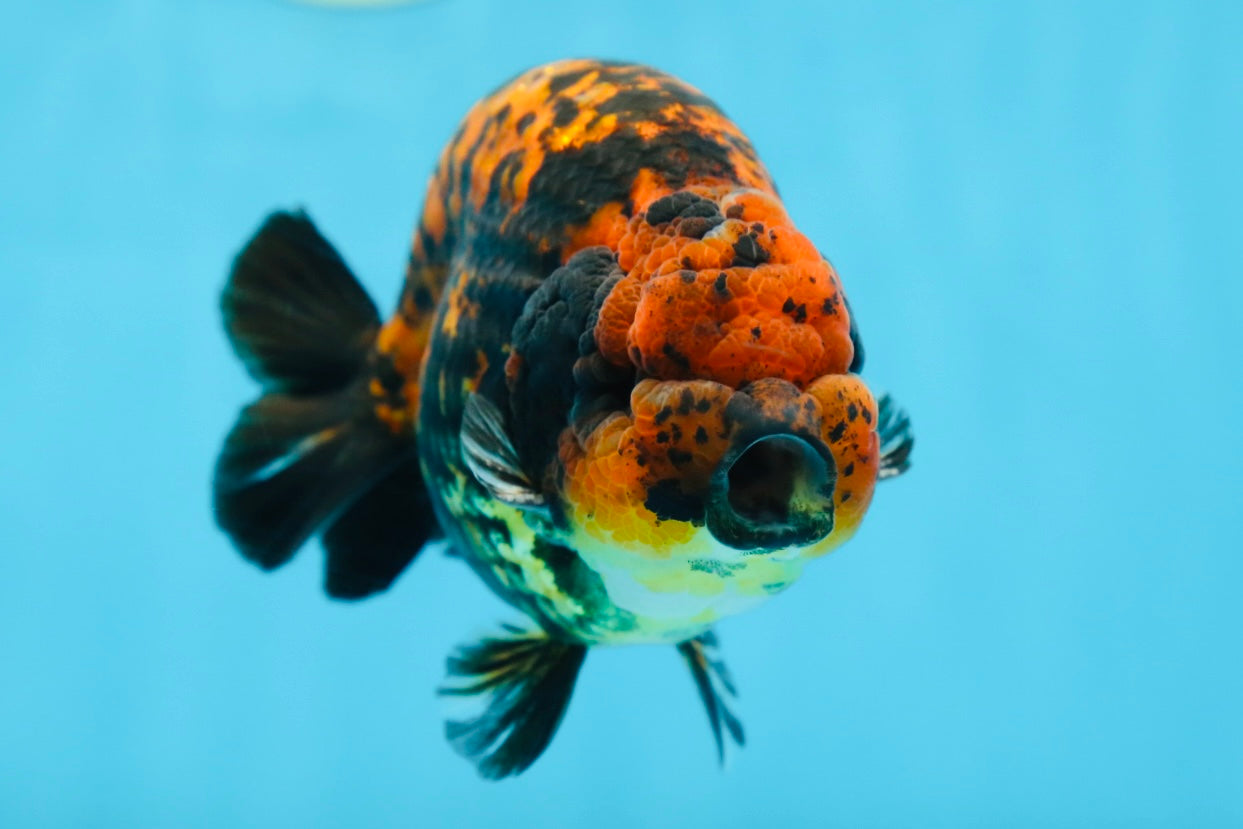 AAA Grade Tiger LionKing 5 inches #081525LC_02