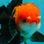 A Grade Apache (Black Red) Tricolor Oranda Male 5 inches #110824OR_10