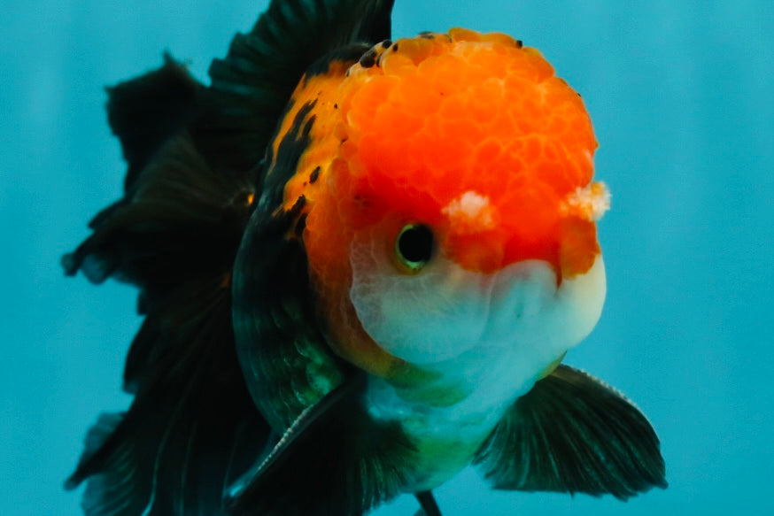 A Grade Apache (Black Red) Tricolor Oranda Male 5 inches #110824OR_10