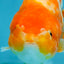 Sakura Chinese Ranchu Female 5 inches #120525RC_06
