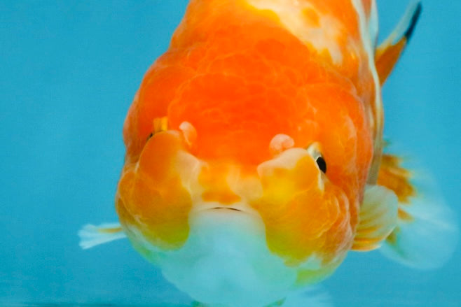 Sakura Chinese Ranchu Female 5 inches #120525RC_06