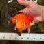 CHUBBY A Grade Apache Yuanbao Male 4.5 inches #051526YB_10