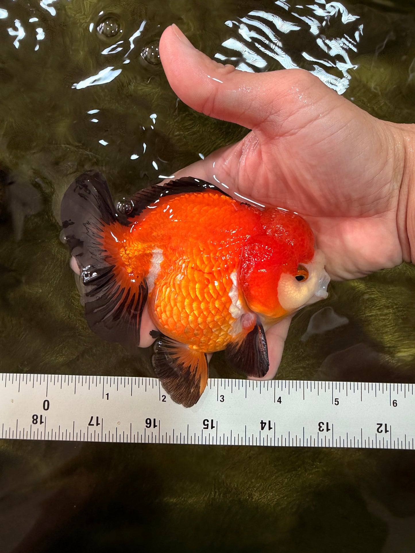 CHUBBY A Grade Apache Yuanbao Male 4.5 inches #051526YB_10