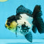 Panda Oranda Female 4.5-5 inches #071125OR_08