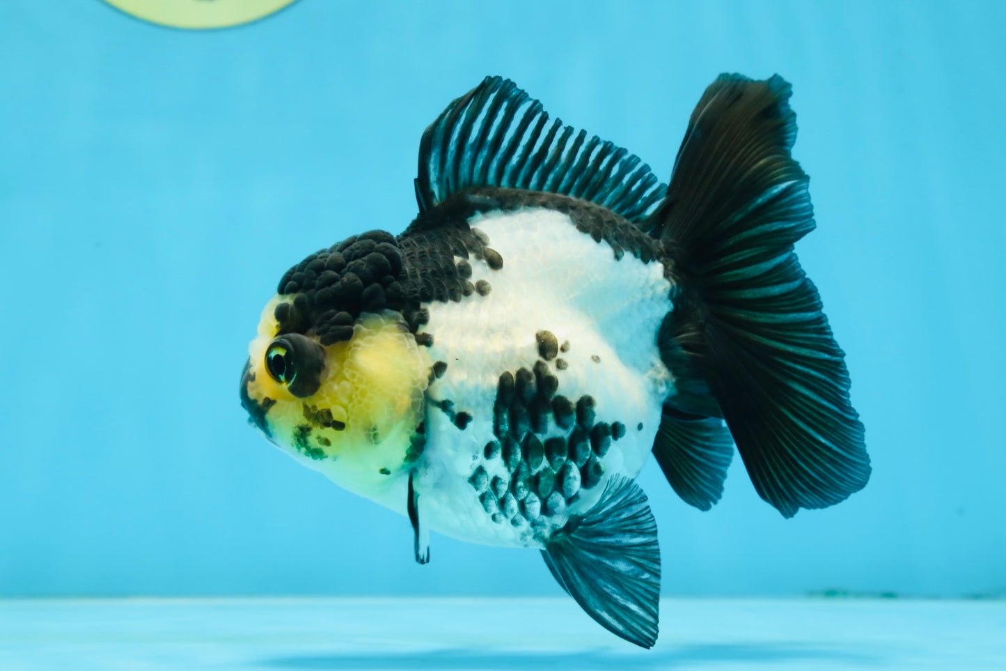 Panda Oranda Female 4.5-5 inches #071125OR_08