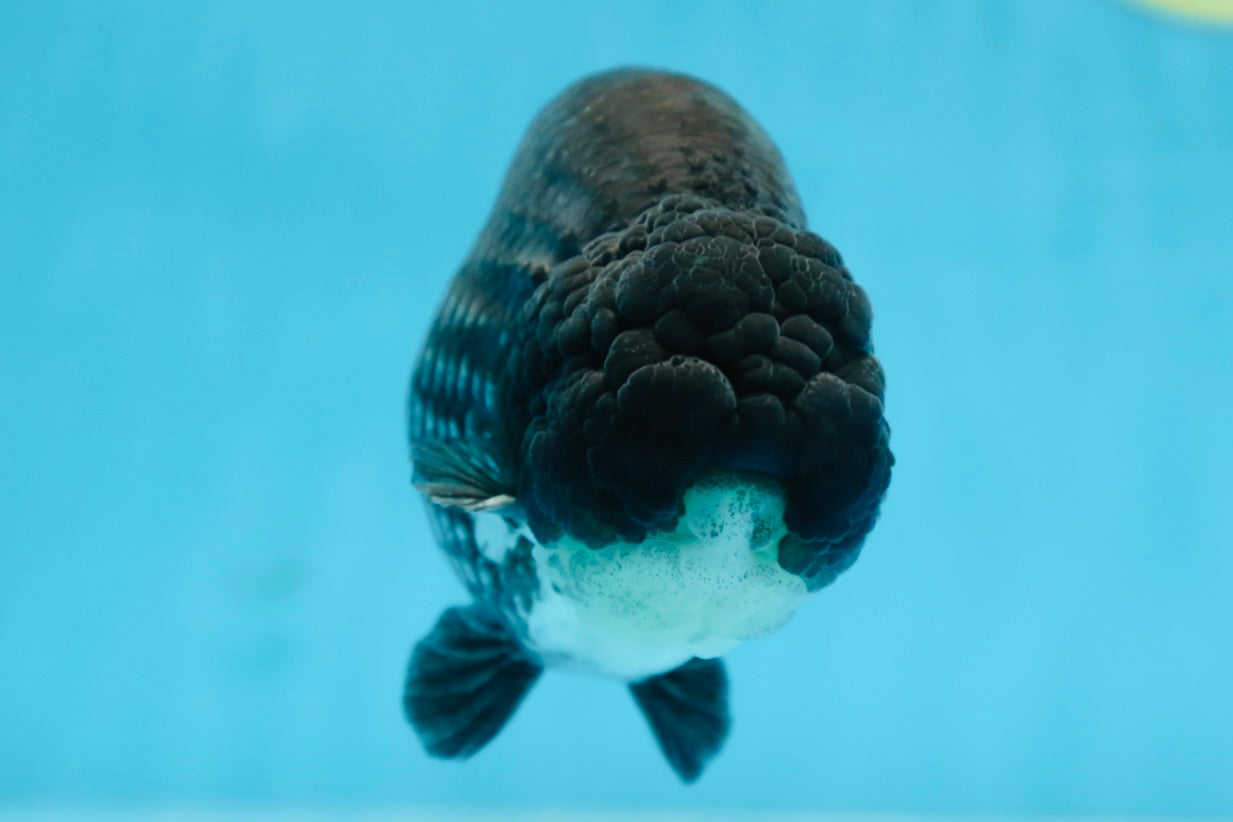 AAA Grade CHONKY Black Blue LionKing 5.5 inches #090525LC_05