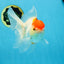 A Grade Red White Oranda Female 6 inches #071125OR_06