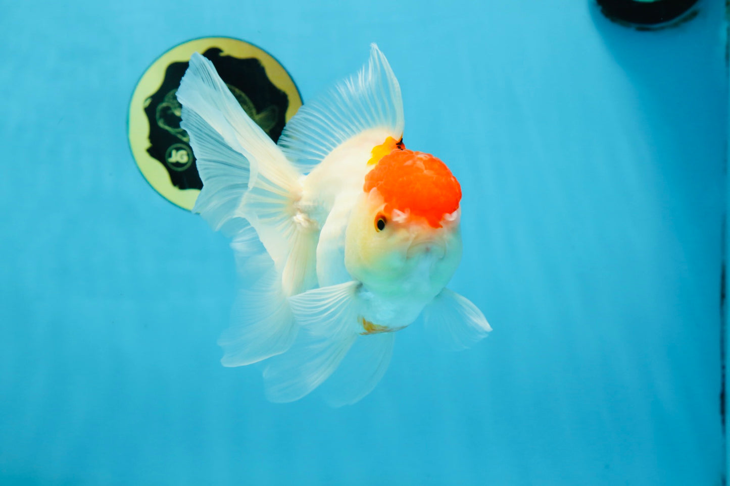 A Grade Red White Oranda Female 6 inches #071125OR_06