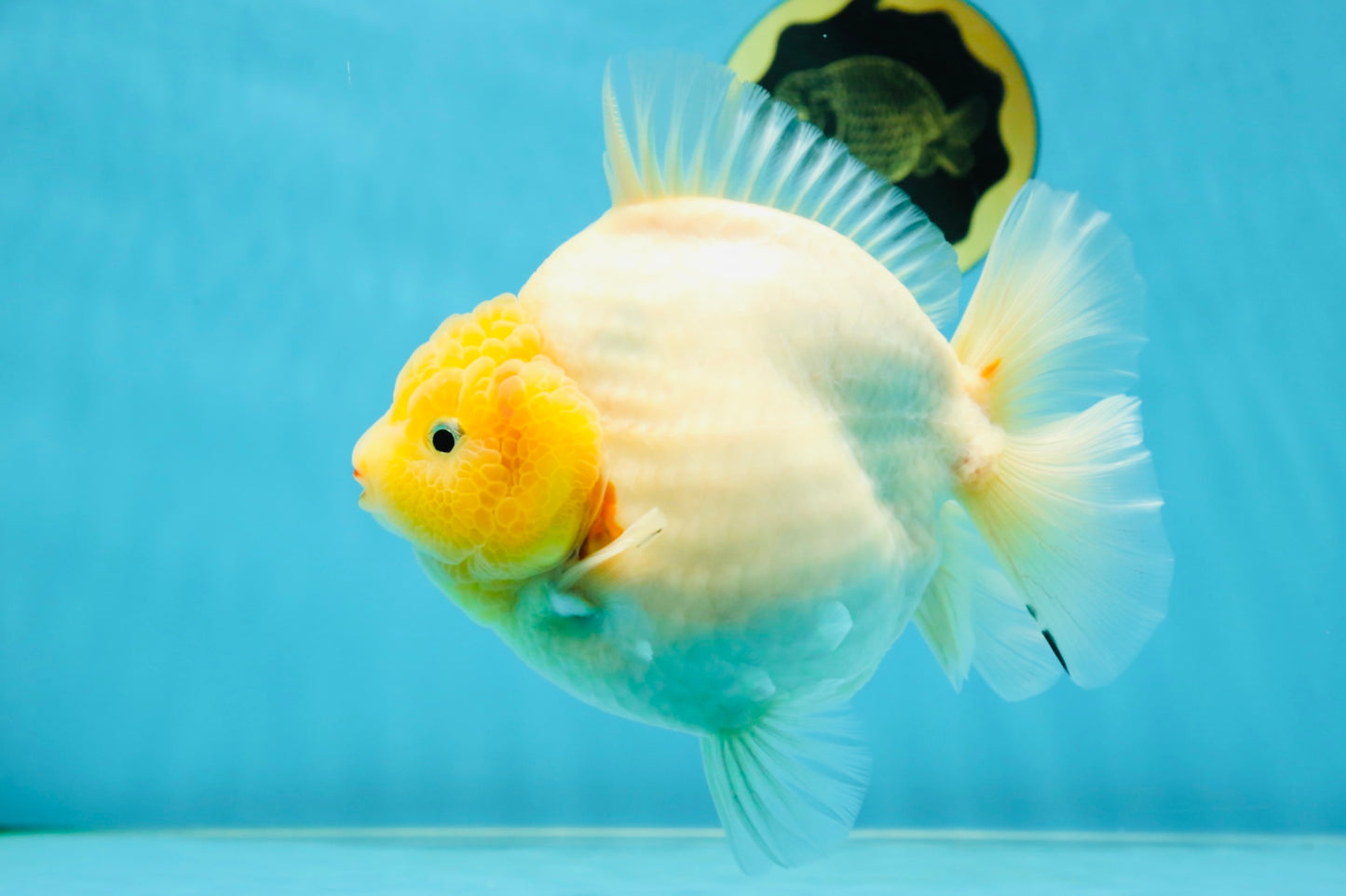 SHOW GRADE Godzilla Sakura Yuanbao Male 6 inches #050925YB_24