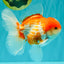 A Grade Polkadot Red White Oranda Male 5.5 inches #100926OR_13