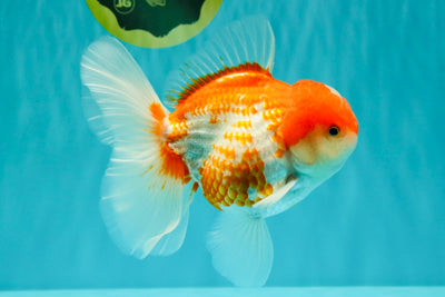 A Grade Polkadot Red White Oranda Male 5.5 inches #100926OR_13