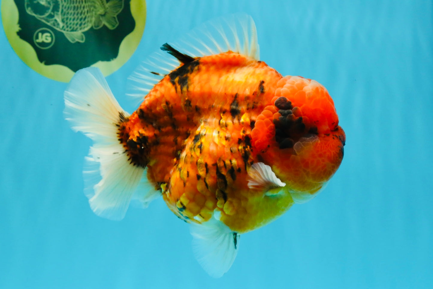 SUPER AAA Grade Godzilla Tiger Yuanbao Male 6.5 inches #022026YB_01