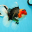 AAA Grade Special Tricolor Giant Generation Oranda Male 5.5-6 inches #0308OR_07