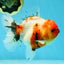AAA Grade Sakura Oranda Female 5 inches #050925OR_47