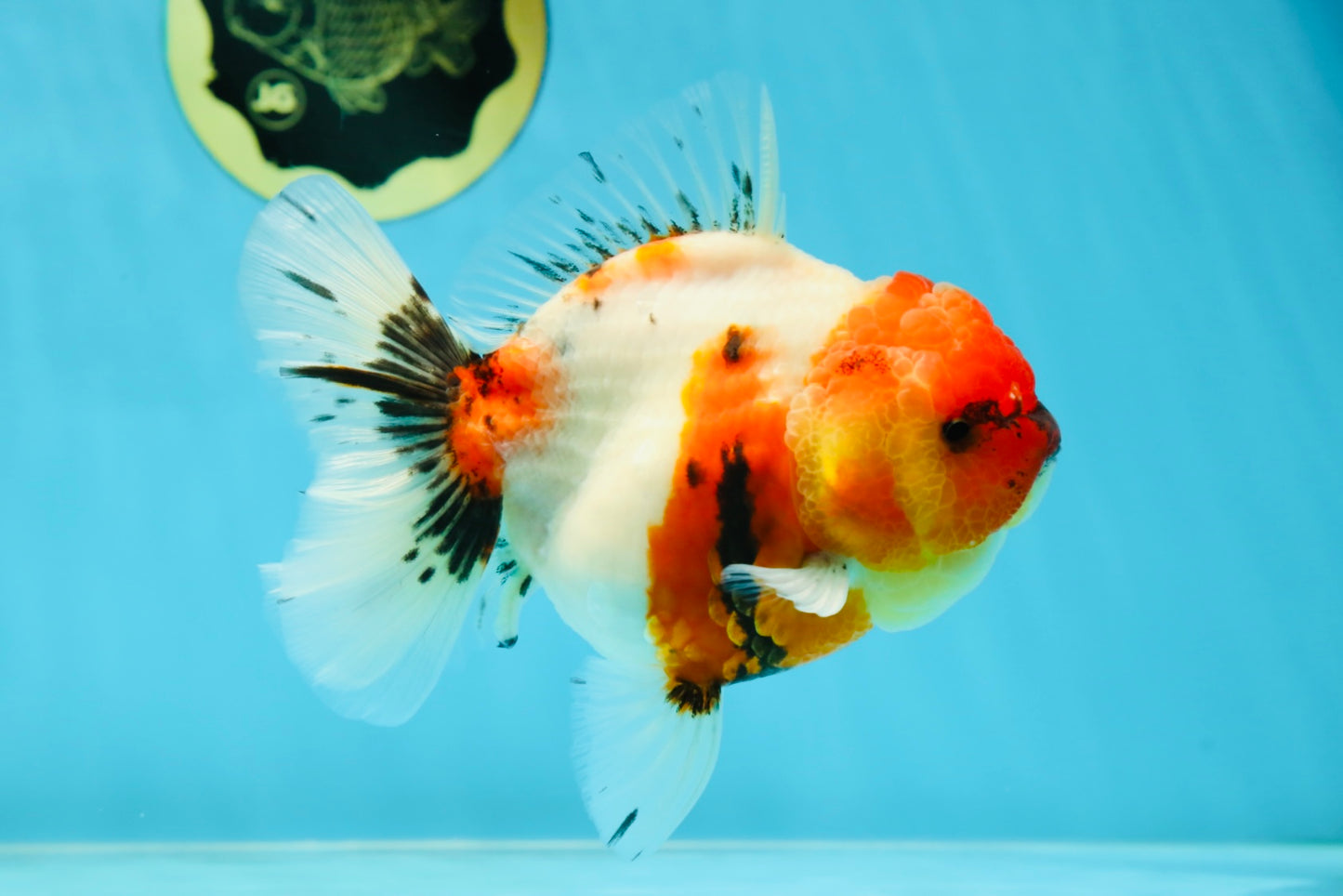 AAA Grade Sakura Oranda Female 5 inches #050925OR_47