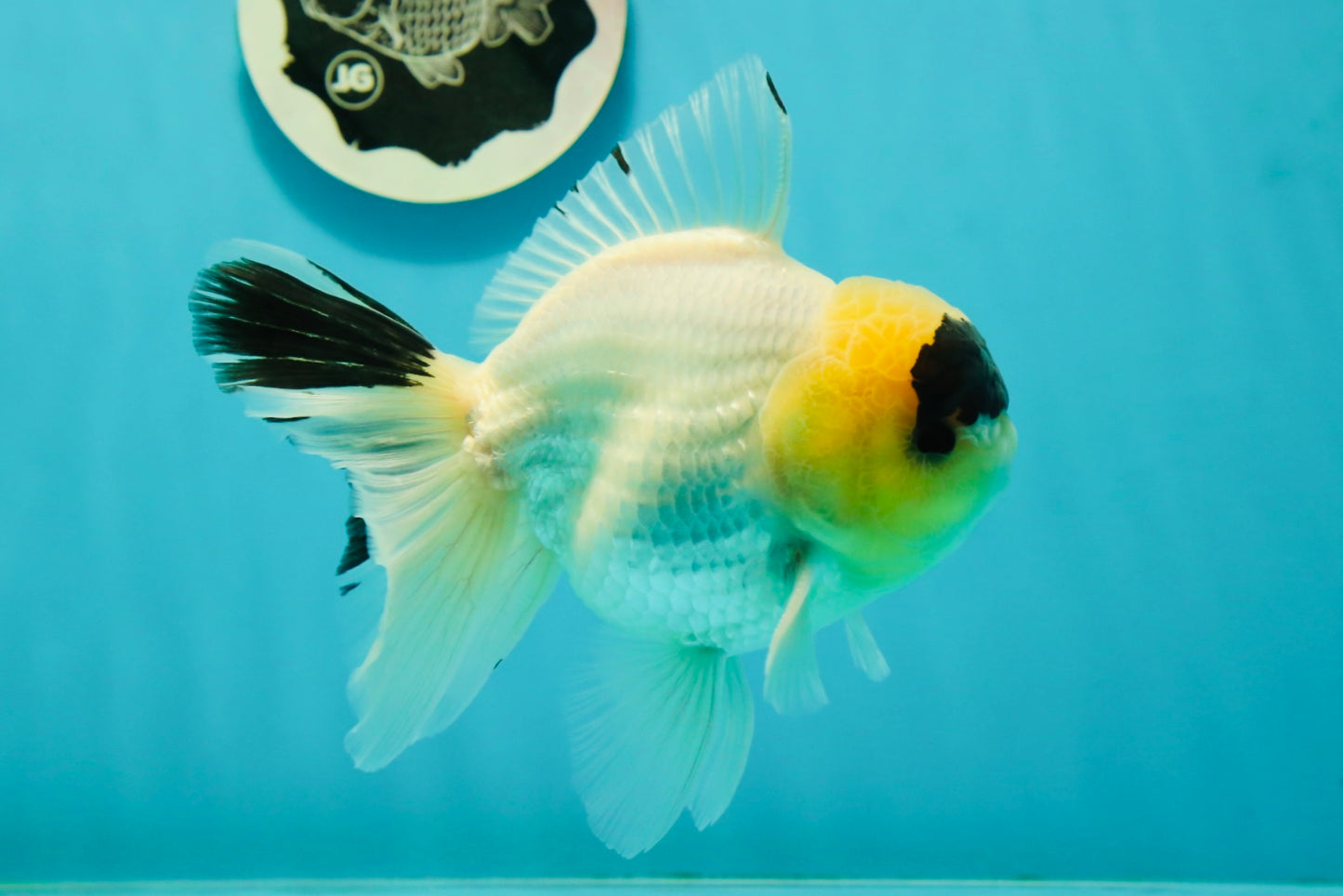 AAA Grade Panda Lemonhead Button Eyes Oranda Male 5.5 inches #110824OR_14