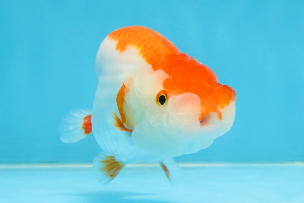 A Grade Red White LionQueen 4-4.5 inches #112125LC_11