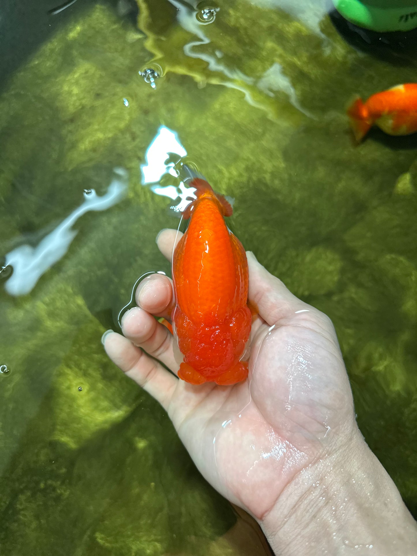 CHEEKY AAA Grade Red White LionQueen 4-4.5 inches #041825LC_03