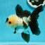 AAA Grade Panda Button Eyes Oranda Female 5.5 inches #1011OR_06