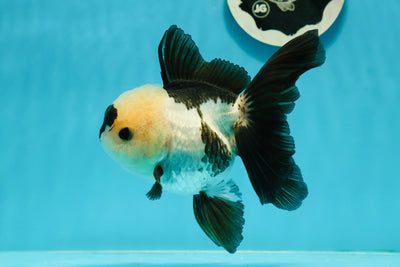 AAA Grade Panda Button Eyes Oranda Female 5.5 inches #1011OR_06