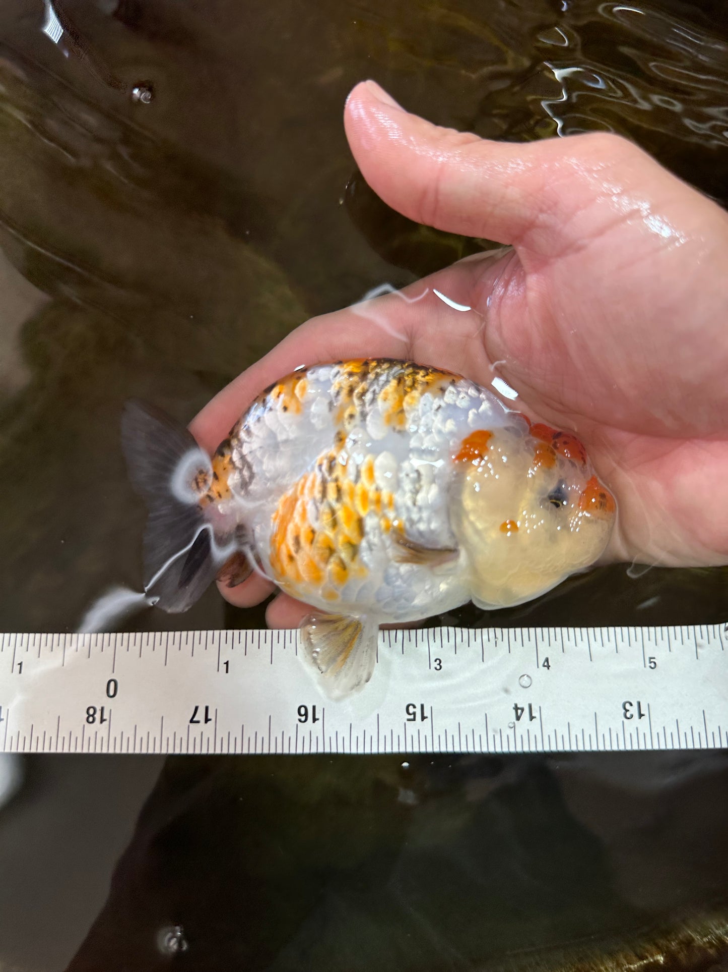 AAA Grade Tricolor LionQueen 4.5 inches #062025LC_10