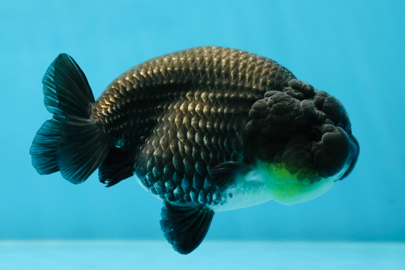 AAA Grade Black Blue LionQueen 4-4.5 inches #051625LC_03