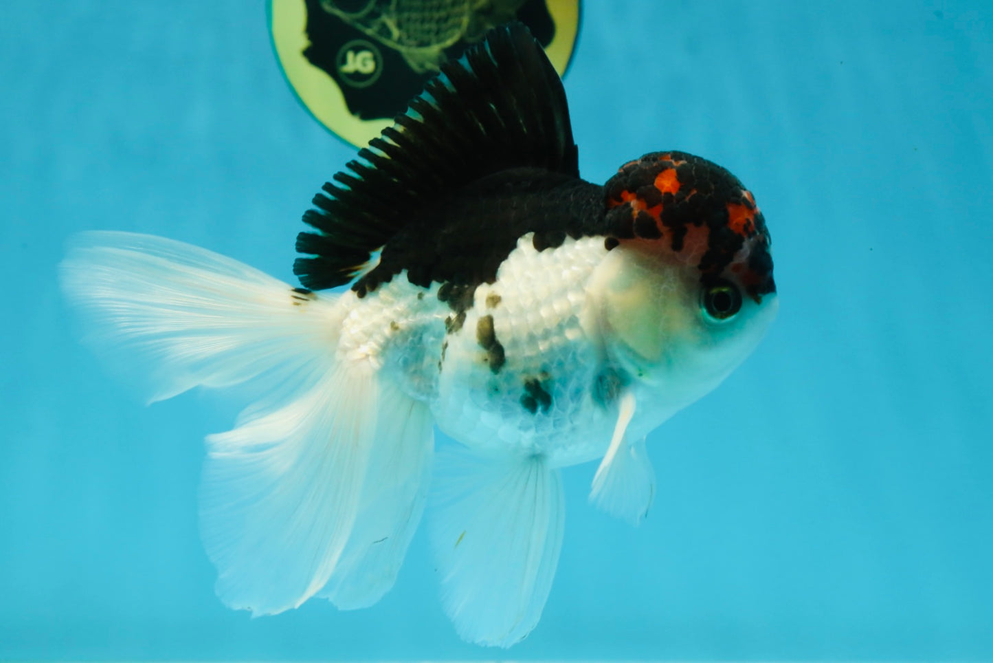 A Grade Young Lava Tricolor Oranda Male 5.5 inches #061325_07
