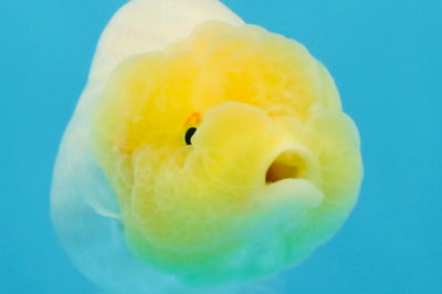 LEMON POP AAA Grade Lemonhead LionQueen 3.5-4 inches #101725LC_03