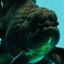 A Grade Broadtail Black Oranda Male 6.5-7 inches #101626OR_20