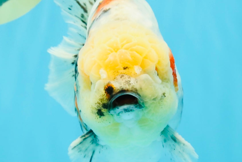 AAA Grade Marble Yuanbao Male 5.5-6 inches #041026YB_25