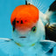 A Grade Red Head Tricolor Oranda Male 4.5 inches #053025OR_19