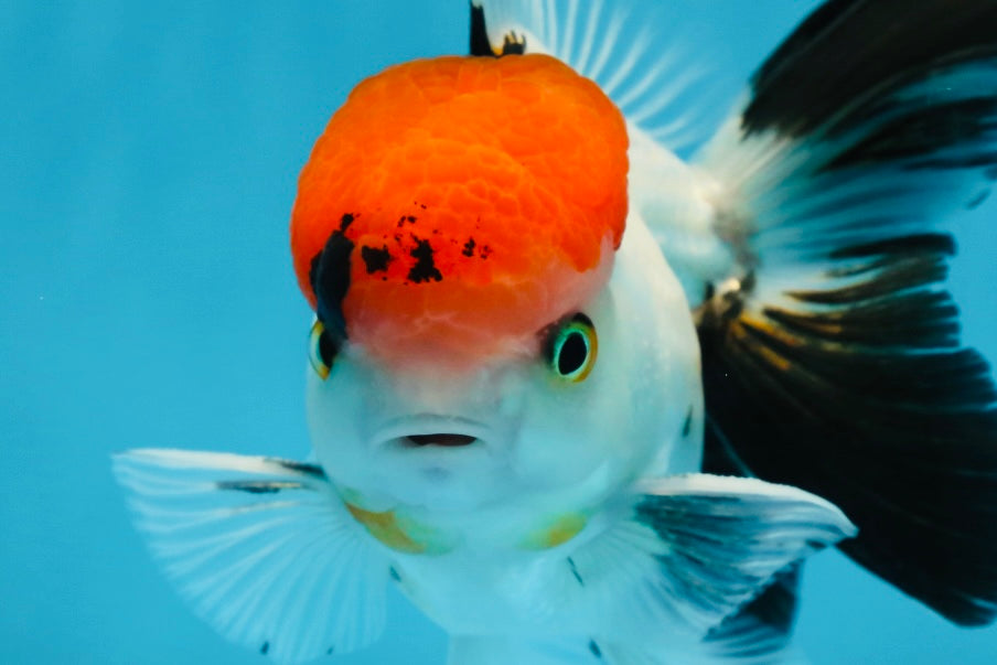 A Grade Red Head Tricolor Oranda Male 4.5 inches #053025OR_19