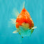 CHONKY AAA Grade Sakura Yuanbao Male 5-5.5 inches #100926YB_04