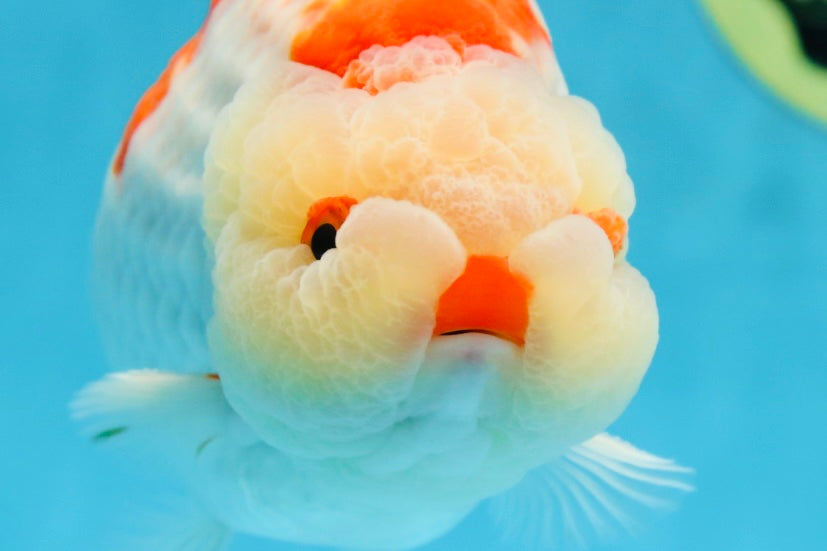 AAA Grade Super Red White LionKing 5.5 inches #080125LC_01