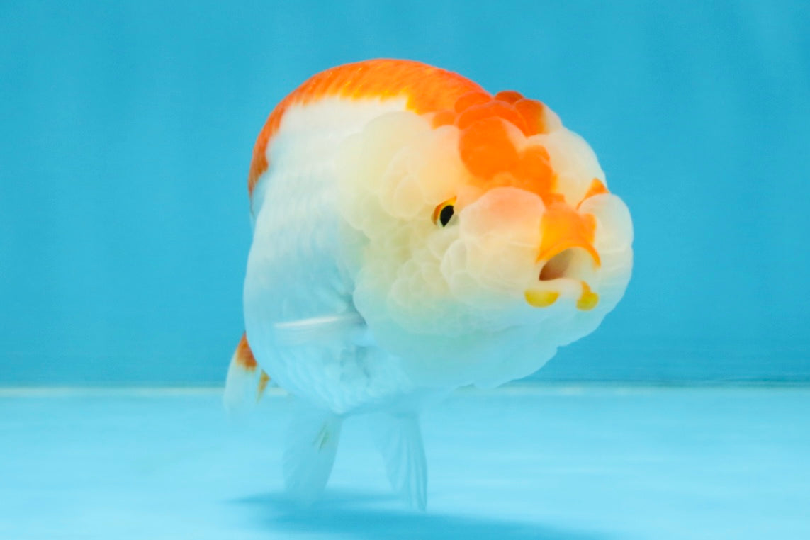 AAA Grade Red White LionQueen 4 inches #112125LC_08