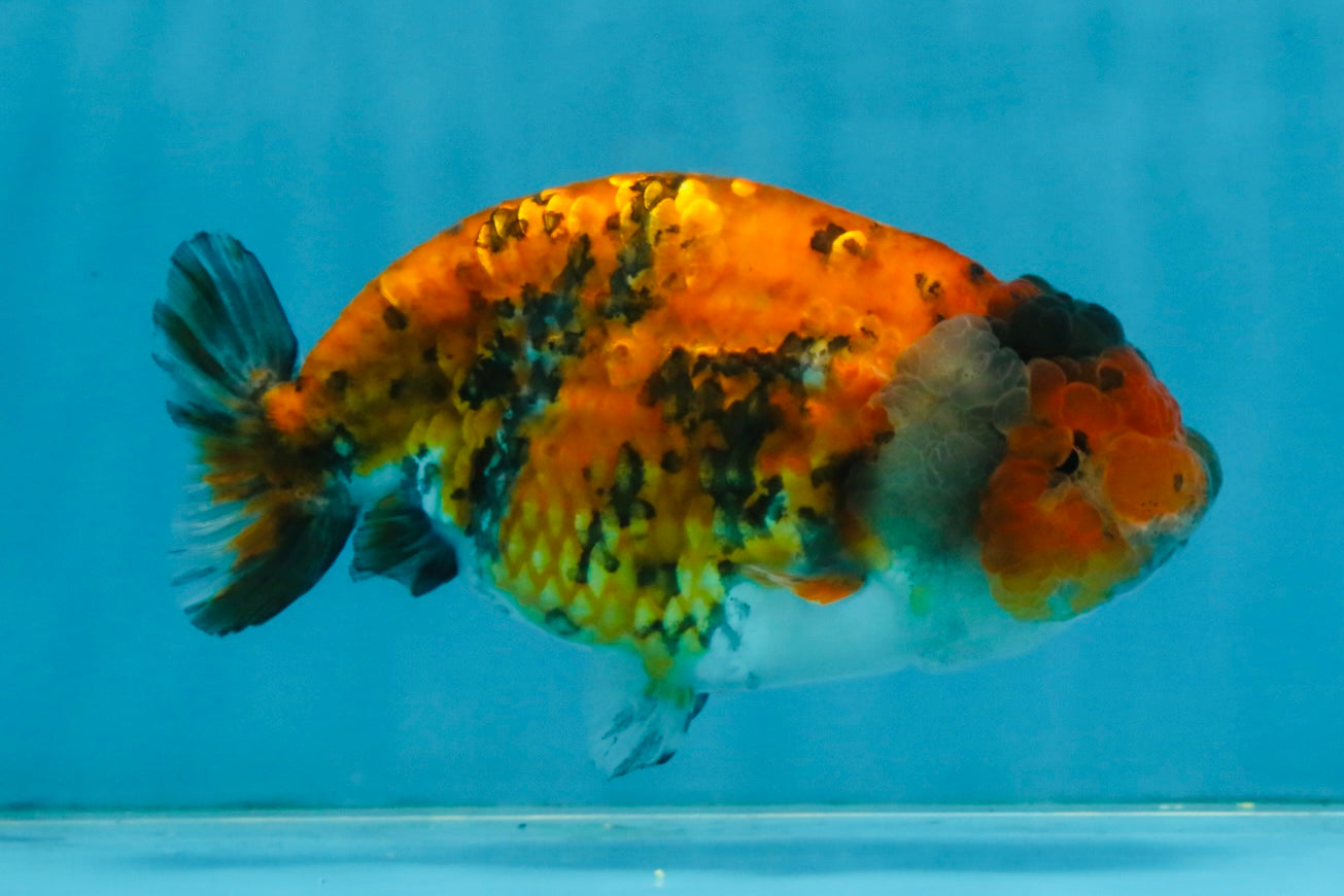 Tiger LionChu Female 5 inches #112825LC_14