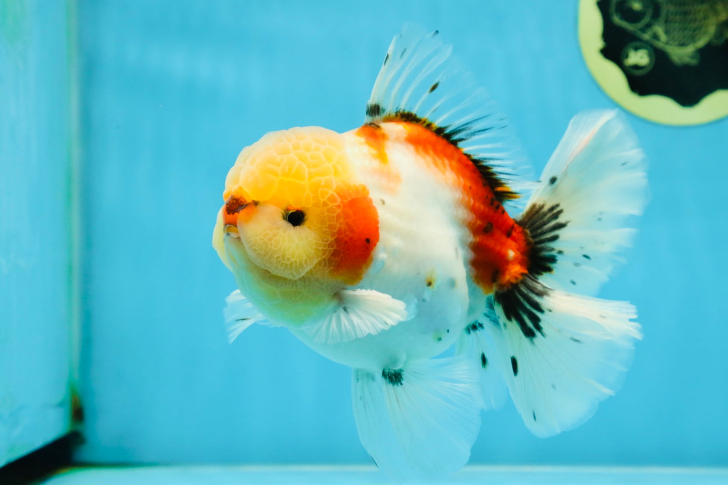 AAA BULL DOG Grade Godzilla Calico Sakura Button Eyes Oranda Male 5.5 inches #051625OR_19