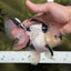 A Grade Panda Oranda Male 5.5 inches #120624OR_01